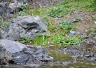 Grote gele kwikstaart (grey wagtail) (Motacilla flava) - Yolin Am 22-08-2016 (2)